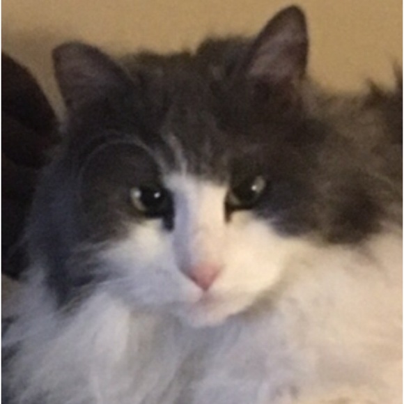 COPY - Meet your Posher, Ellen - Picture 2 of 4